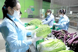 A safe vegetable production chain of Van Duc Anh Agricultural Service Cooperative in Gia Lam district, one of the typical agricultural production chains in the capital city. (Photo courtesy of the Hanoi Department of Agriculture and Rural Development) 