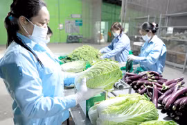 A safe vegetable production chain of Van Duc Anh Agricultural Service Cooperative in Gia Lam district, one of the typical agricultural production chains in the capital city. (Photo courtesy of the Hanoi Department of Agriculture and Rural Development) 