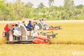 Rice harvest in Hau My Trinh commune, Cai Be district, the Mekong Delta province of Tien Giang (Photo: nhandan.vn)