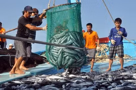 Fishermen in the central coastal province of Khanh Hoa. (Photo: VNA)