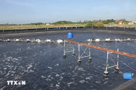 A hi-tech shrimp farming model in the Mekong Delta province of Bac Lieu. (Photo: VNA)