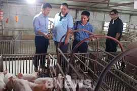 AVAC General Director Nguyen Van Diep ( first, left) and representatives from the Philippine enterprises inspect a farm with vaccinated pigs. (Photo: VNA)