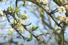 Plum blossoms blanket Moc Chau Plateau in white