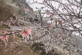 Frost covers northern region after cold snap 