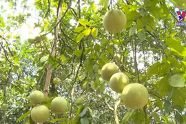 Vietnamese pomelo gets green light to enter US market