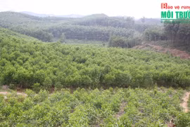 Vinh Phuc develops sustainable forestry economy 