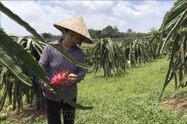 Vinh Phuc has all communes meet new-style rural area standards