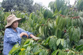 Coffee sector aims to increase added value