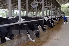 Japanese enterprise develops cow farms in Can Tho