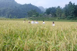 Bac Kan announces its sticky rice trademark