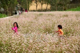 First Tam Giac Mach flower festival to be held in Ha Giang