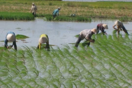  Low-CO2 rice farming foresees future expansion 