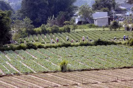 PM instructs accelerating agricultural restructuring