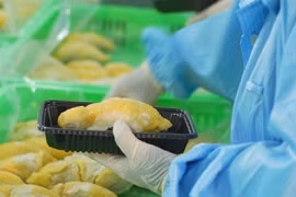 Durian exports to top 3 billion USD in 2024