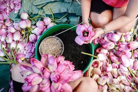 The art of lotus tea: Meticulous craft behind 1,000 blossoms