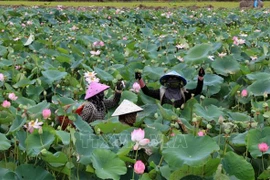 Dong Thap province is improving its lotus industry’s value chain for circular economy and green growth. It will host the second Mekong Startup Forum on November 15-16. (Photo: VNA)