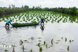 Ca Mau farmers cultivate rice seedlings in a shrimp farming area. (Photo: VNA)