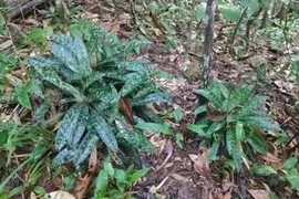 Some “lan hai chai” (Paphiopedilum callosum (Rchb.f.) Stein) orchids found in the Central Highlands province of Dak Lak. (Source: nhandan.vn)