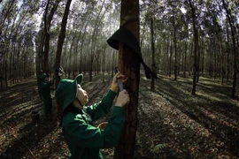 A worker extracts rubber latex at a plantation in the Central Highland province of Gia Lai. (Photo: VNA)