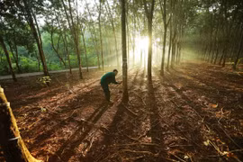 A worker extracts rubber latex in the Dong Phu rubber plantation of the Vietnam Rubber Group. Rubber is among the commodities targeted by the EUDR. (Photo: VNA)