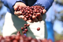 As the world’s second-largest coffee producer, Vietnam has taken concrete steps to prepare for the EUDR compliance. (Photo: VNA)