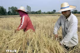 Thai farmers harvest rice on a paddy field. (Photo: AFP/VNA)