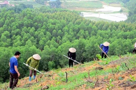 Bac Giang seeks to improve forestry production value