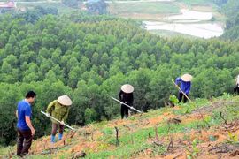 Bac Giang seeks to improve forestry production value