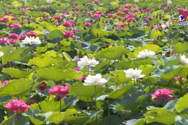 Pure lotuses enchant flower lovers in Hanoi