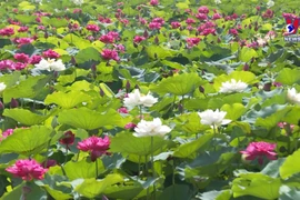 Pure lotuses enchant flower lovers in Hanoi