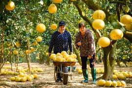 Hanoi strives to expand agri-ecotourism models 