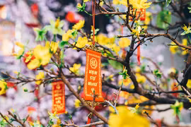 Yellow apricot blossom – flower of traditional Tet