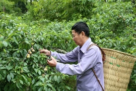 Bac Ha aims to become Lao Cai’s special tourist area