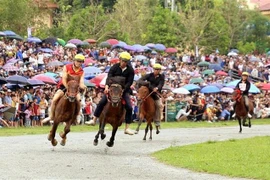 Reviving horse racing tradition in Lao Cai’s Bac Ha