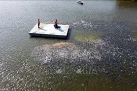 Dong Thap strives to promote tra fish sales