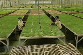 Hanoi issues policies to boost agricultural, rural development