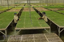Hanoi issues policies to boost agricultural, rural development