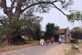 Duong Lam first Vietnamese ancient village to become national relic