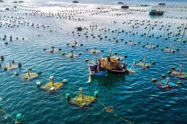 Vietnam works on sustainable development of marine aquaculture