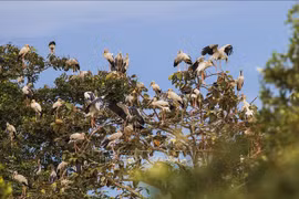 Lo Go-Xa Mat National Park preserves biodiversity in tourism development