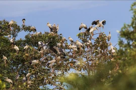 Lo Go-Xa Mat National Park preserves biodiversity in tourism development