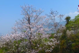 Ban flower festival set to wow visitors ​