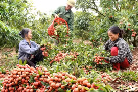 Hung Yen enters early-ripening hybrid litchi harvesting season