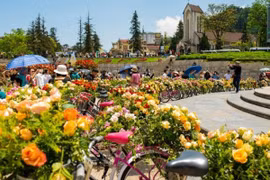 Sa Pa hosting biggest rose festival in northwestern region