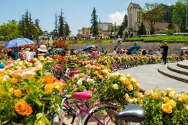 Sa Pa hosting biggest rose festival in northwestern region