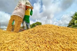 Vietnam sets new record for rice exports in 2023