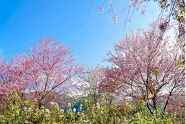 Forest peaches showing beauty in Yen Bai