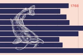 Tra fish industry: 20-year journey a miracle