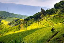 Mien Doi terraced rice fields - Potential for development of Hoa Binh tourism