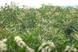 Alluring coffee flower season in Son La
